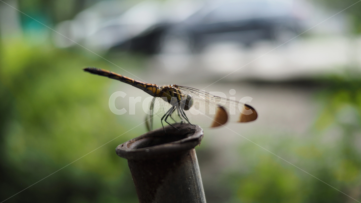 잠자리,곤충,쇠파이프,dragonfly,공원