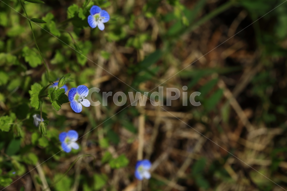 큰개불알꽃,야생화,자연,파랑,풀,green,natural,식물,자연,plants,nature,꽃,flower