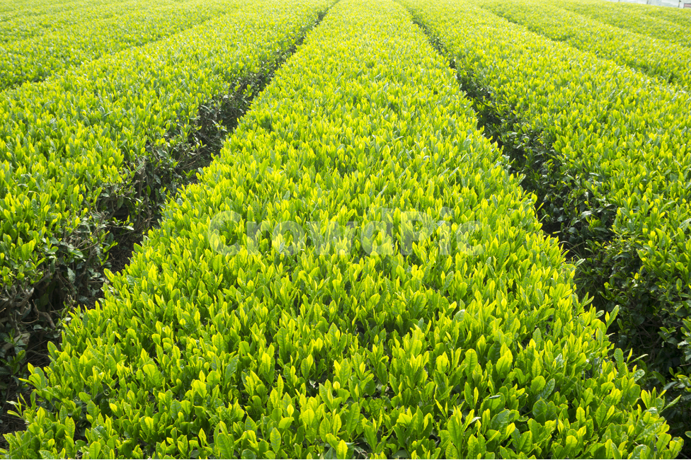 녹차,녹차밭,제주,자연,풍경,농업,필드,신선,녹색,한국,잎,식물,차,시골,농지,배경,재배,식물,자연,plants,nature,산업,industry,industrial,농업,농사,agriculture,farming,farming industry