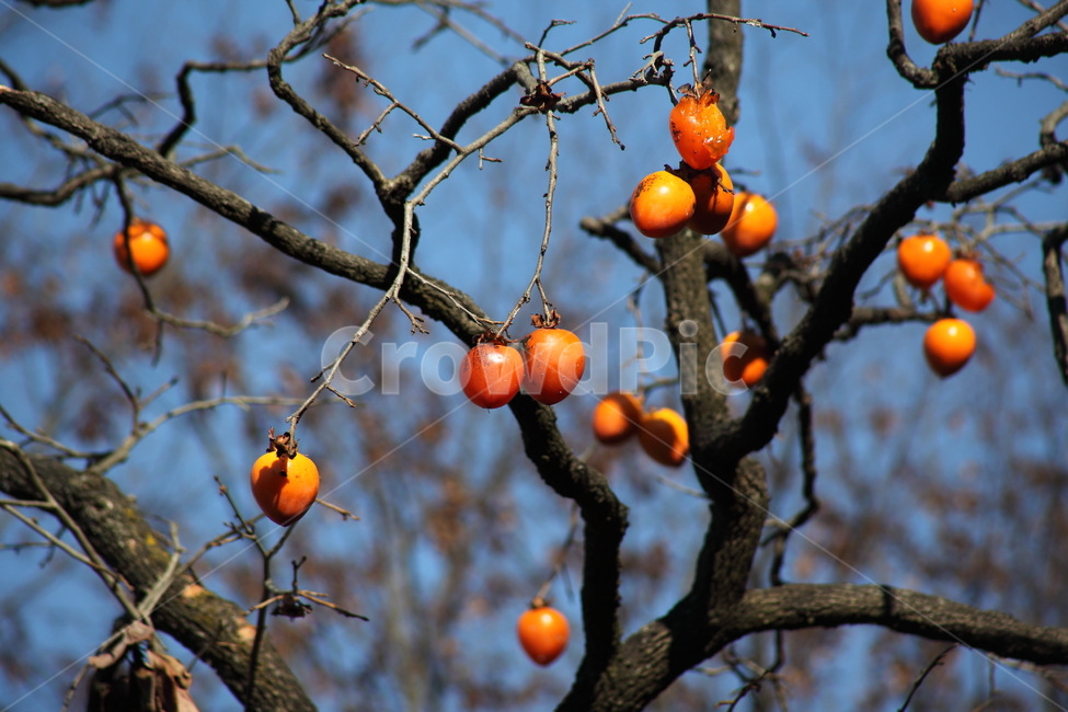 감나무,감,홍시,가을,persimmon,fruit,까치밥,가을,계절,fall,autumn,season,식물,자연,plants,nature,과일,열매,fruit,plant,food,음식
