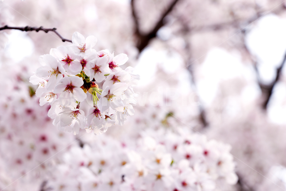 꽃,식물,봄,벚꽃,cherryblossom,blossom,plant,flower