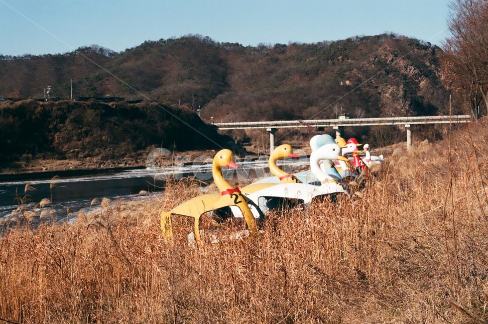 nature,자연,outdoors,오리배,갈대