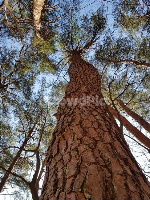tree,나무,plant,식물,treetrunk,나무줄기,소나무,한국나무,pinetree,pine
