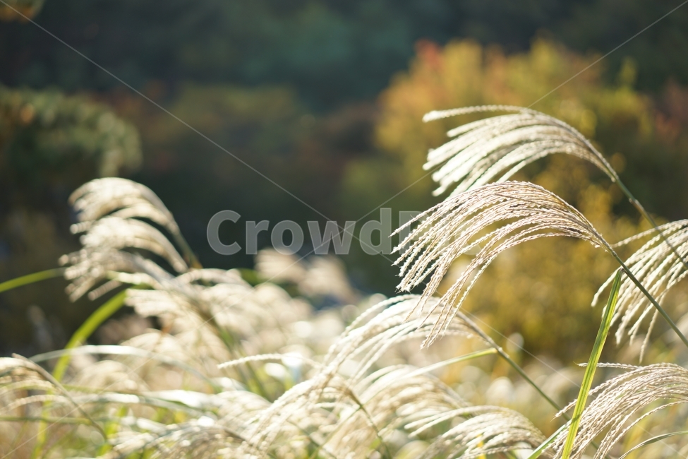 	억새,가을,느낌,감성,감성사진,계절,들판,자연,식물,feel,감성샷,바람,풍경사진,풍경,갈대,가을풍경,가을느낌,가을,계절,fall,autumn,season,식물,자연,plants,nature,감성,sensible,feeling,plant,grass,잔디