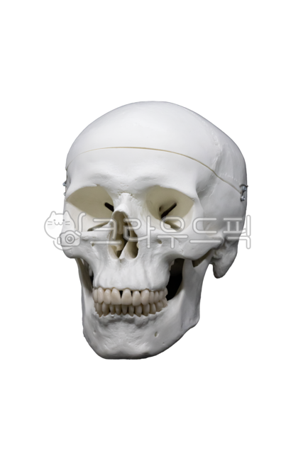 할로윈,할로윈데이,할로윈축제,호러,해골,skull,무서움,공포,horror,축제,removebackground,행사,이벤트,event,holloween,party,holloweenparty,festival,편집소스,jaw,턱