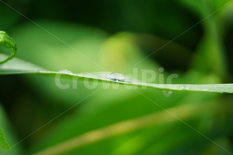 물방울,이슬,풀잎,자연,접사,빛망울,식물,구슬,아침,오전,유리,투명,waterdrop,감성,감성사진,힐링,힐링사진,느낌,분위기,feel,feeling,유리구슬,아침이슬,싱싱한,싱싱하다,싱그러운,싱그럽다,nature,macro,신비,신비한,신비하다,신기한,신기하다,신기,순수,순수하다,맑은,맑다,이파리,스냅,스넵,snap,휴식,힐링,rest,relaxation,healing,식물,자연,plants,nature