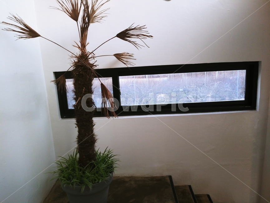 plant,식물,grass,잔디,창문,화분,계단장식