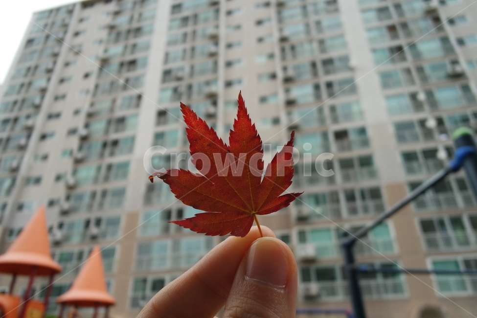 단풍,가을,나뭇잎,식물,단풍잎,leaf,plant,tree,가을,계절,fall,autumn,season,잎,나무