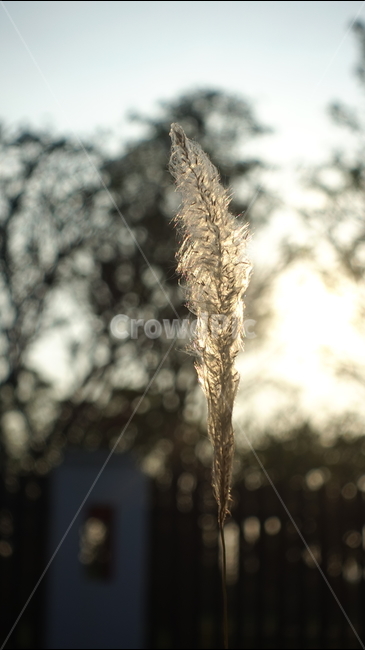nature,자연,plant,식물,가을,강아지풀,억새