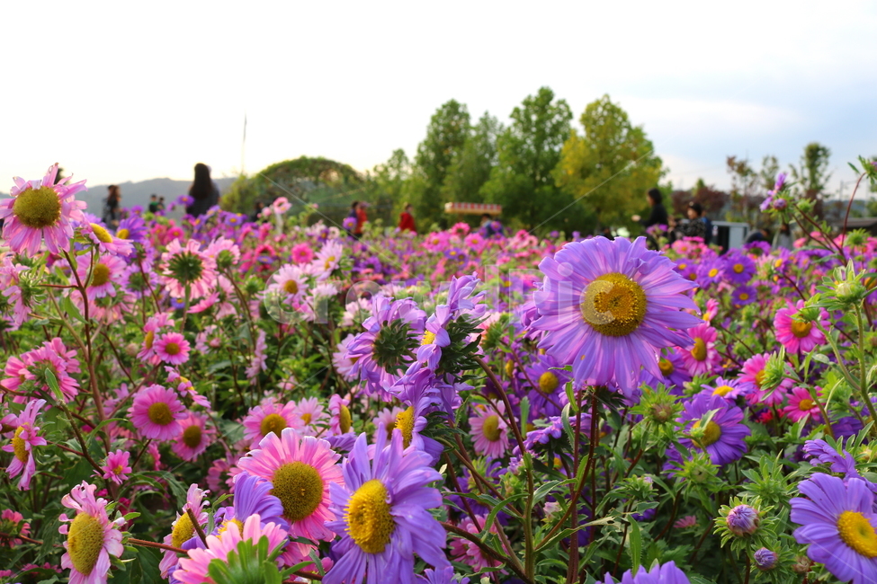 꽃,과꽃,국화과,식물,자연,취국,벽남국,추모란,식물,자연,plants,nature,꽃,flower