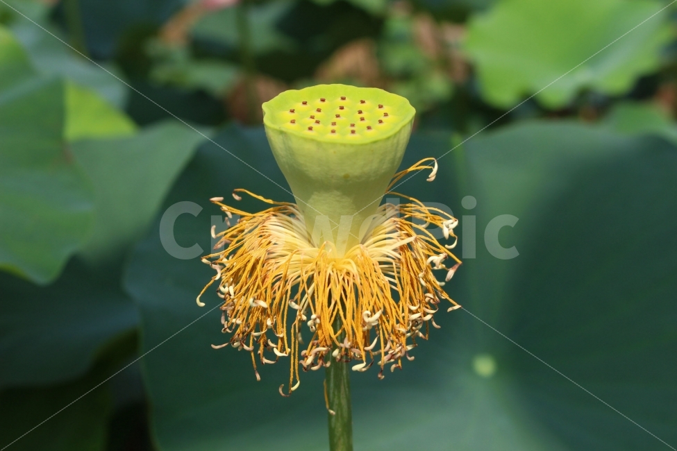 연밥,꽃,연꽃,연잎,하얀색,초록색,야외,정원,절,봉은사,식물,자연,plants,nature,꽃,flower