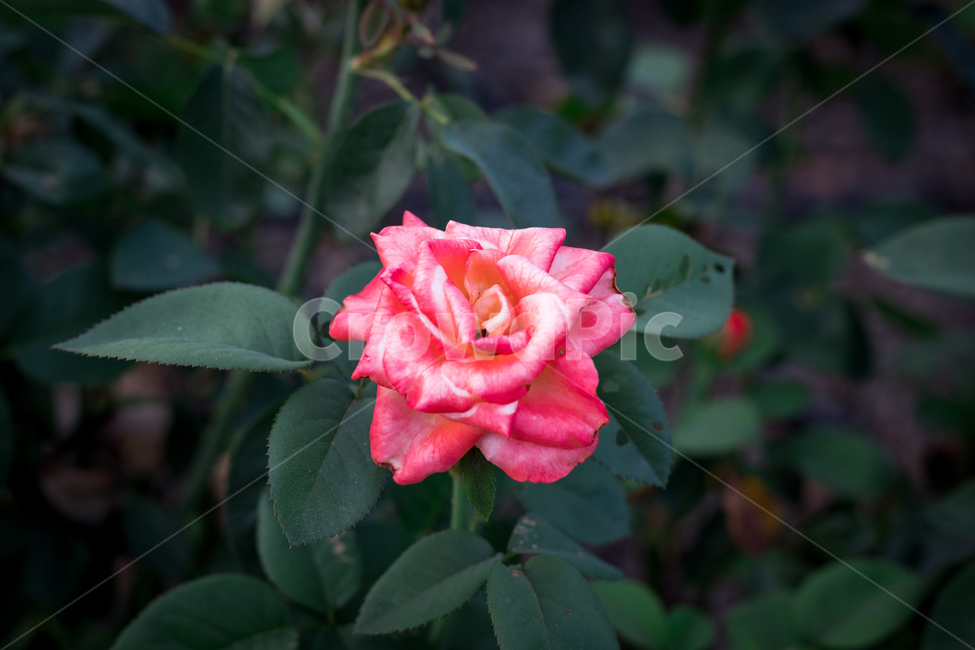 개나리,봄,꽃,장미,꿀벌,국화,야생화,식물,자연,plants,nature,꽃,flower