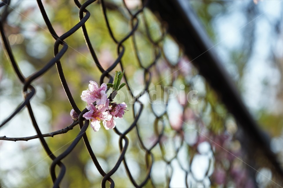 철망,꽃,봄,식물,blossom,plant,배경흐림,계절,자연