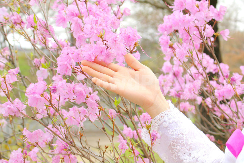 사람,감성사진,한복,꽃,풍경,풍경사진,손,전통한복,girl,peopel,hanbok,flower,진달래,레이스,봄,계절,spring,season,식물,자연,plants,nature,꽃,flower,사람,인물,인간,human,person,신체일부,몸,body,plant