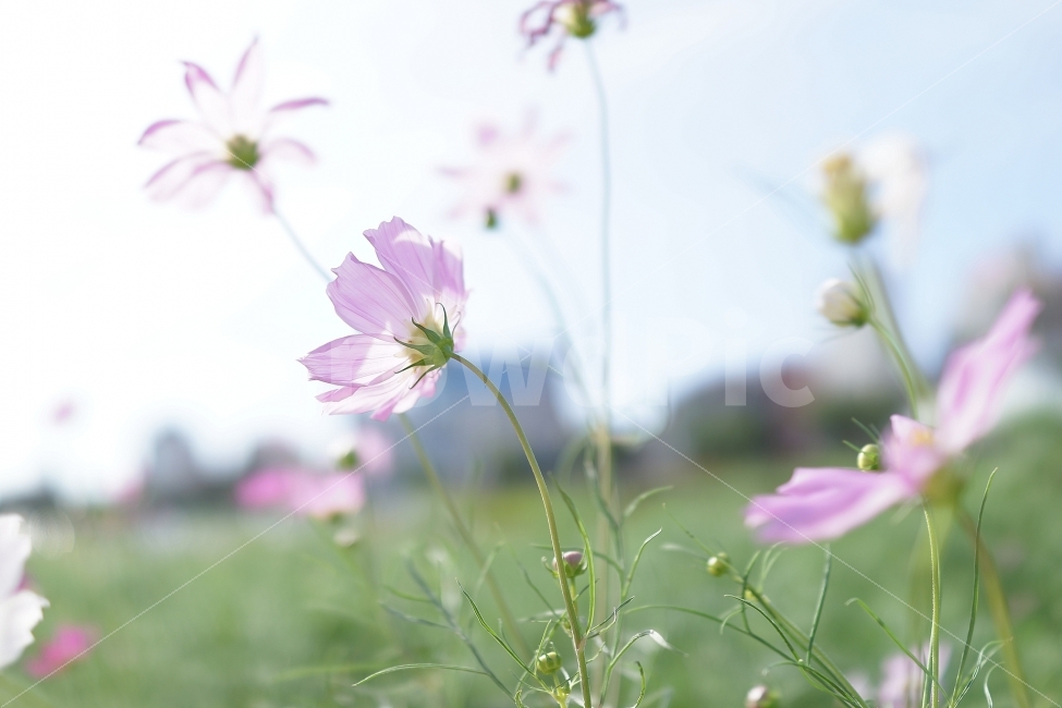 rx1,스냅,snap,꽃,코스모스,가을,계절,fall,autumn,season,식물,자연,plants,nature,꽃,flower,감성,sensible,feeling,geranium,제라늄,plant,blossom