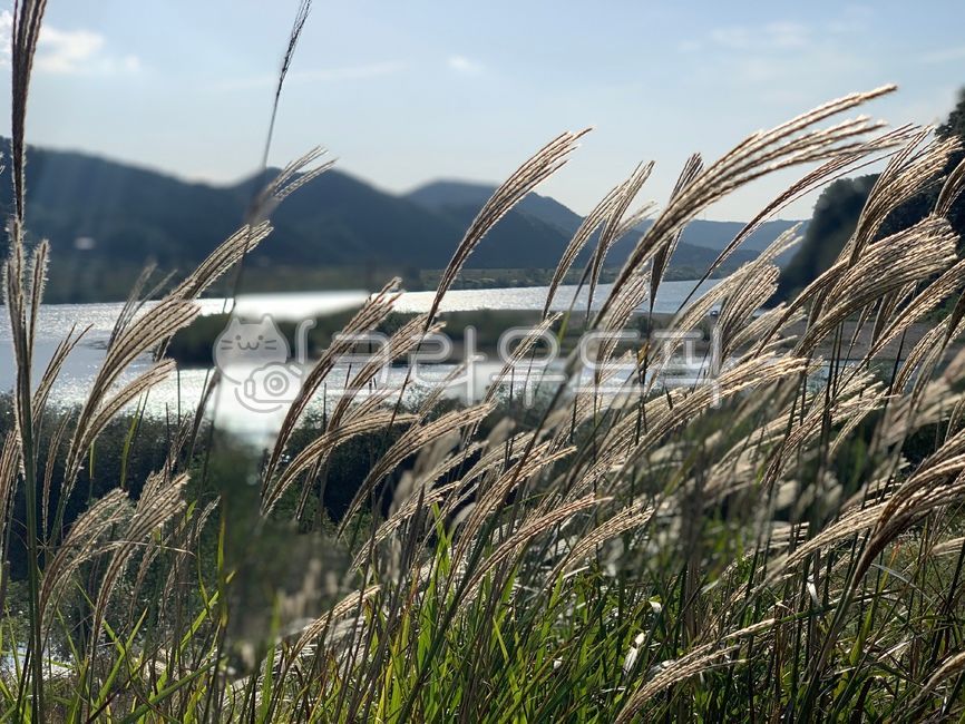 갈대, 자연, 갈대밭, 식물, grass, 사진,이미지,일러스트,캘리그라피 - 호랑이86작가