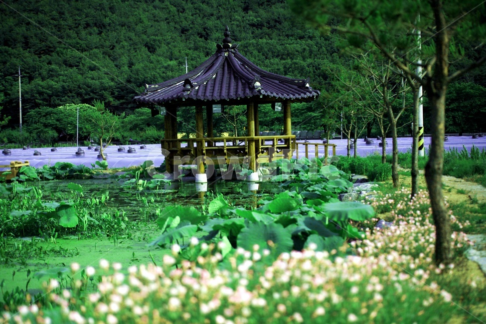 꽃,나무,연잎,식물,자연,풍경,한국전통,한국문화,korean traditional,korean culture,식물,자연,plants,nature