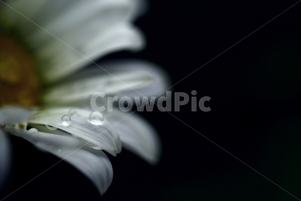 데이지,샤스타데이지,꽃,봄꽃,플라워,자연,물방울,shastadaisy,daisy,flower,spring,nature,waterdrop,dropofwater,dew,dewdrop,이슬,접사,매크로,마크로,macro,closeup,클로즈업,plant,식물
