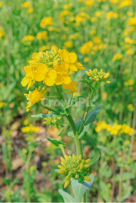 유채꽃,봄,꽃,노랑색,노란색,자연,초록,식물,rapeflower,flower,spring,yellow,nature