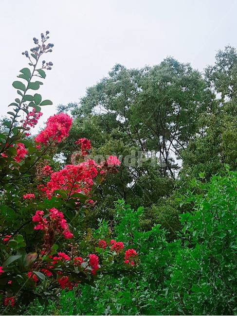 꽃,식물,자연,nature,plant,flower,하늘,sky,자연,풍경,nature,landscape