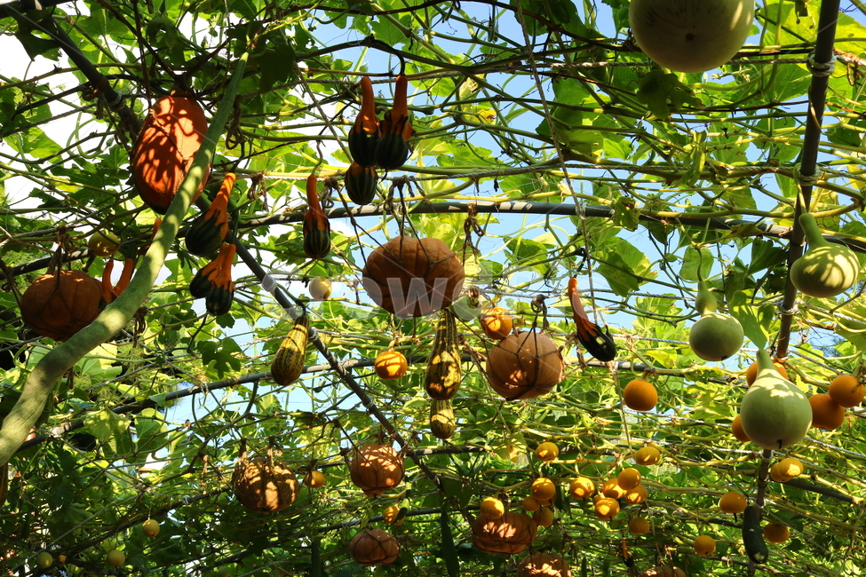 박,호박,식물,덩굴식물,열매,넝쿨식물,자연,식물,자연,plants,nature,과일,열매,fruit