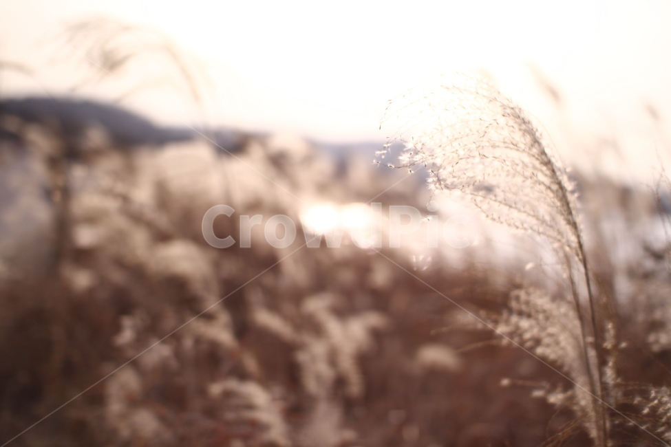 가을,갈대밭,갈대,따듯함,감성,식물,자연,nature,sensible,feeling,가을,계절,fall,autumn,season,outdoors,옥외,ice,빙