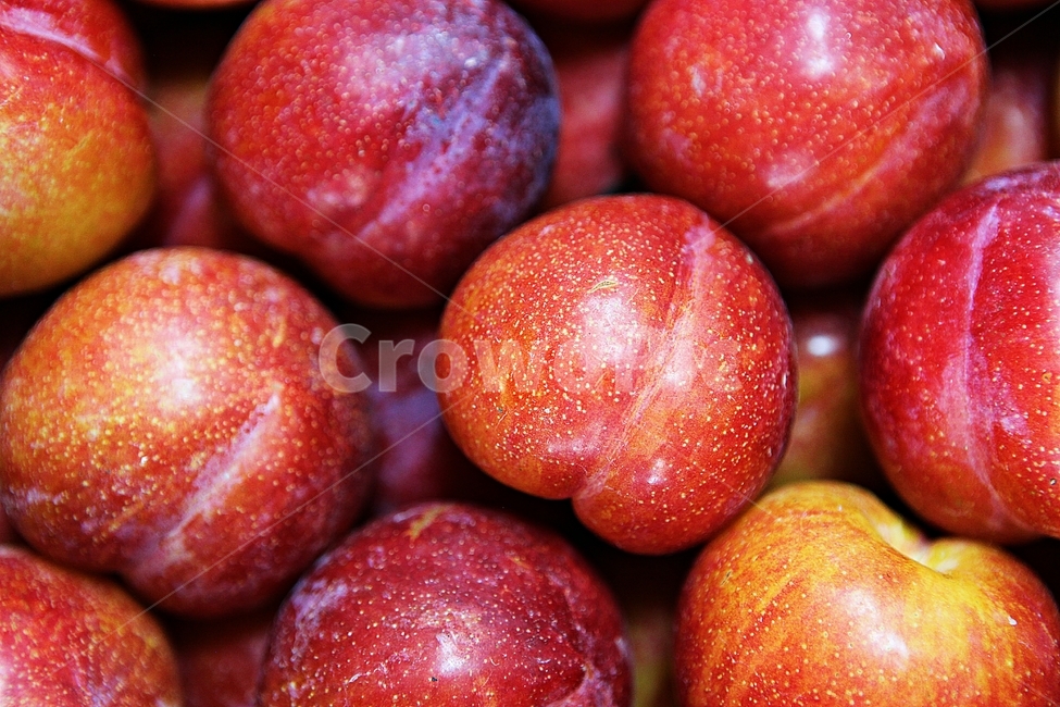 자두,빨강,수확,싱싱한,과일,음식,식재료,요리,먹거리,가을,추수,과일,열매,fruit