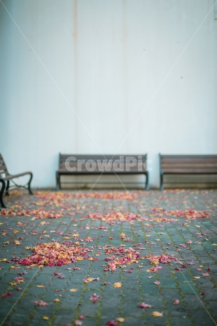 벤치,가을,단풍,낙엽,가을분위기,나뭇잎,가을,계절,fall,autumn,season,furniture,가구