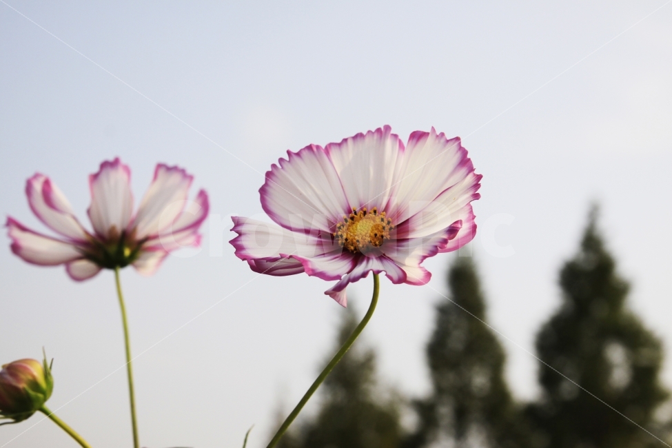 코스모스,가을,가을노래,가을여행,사랑,감사,희망,꽃,꽃사진,fall,autumn,season,plants,nature,flower,가을,계절,fall,autumn,season,식물,자연,plants,nature,꽃,flower,plant,daisies,데이지,blossom,daisy