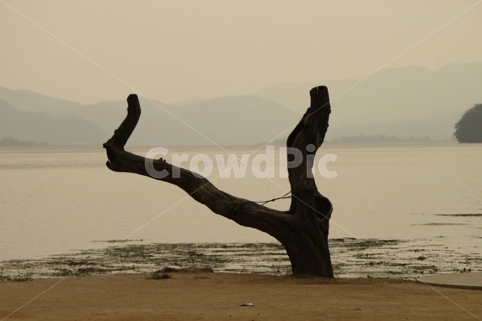 강,남양주,감성,노을,가을,나무,죽음,이별,열정,해변,바다,beach,sea,식물,자연,plants,nature,나무,trees,wood