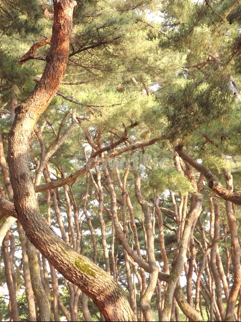 의림지,숲,소나무,나무,유원지,제천,자연,풍경,nature,landscape,tree,plant,식물,tree trunk,나무 줄기