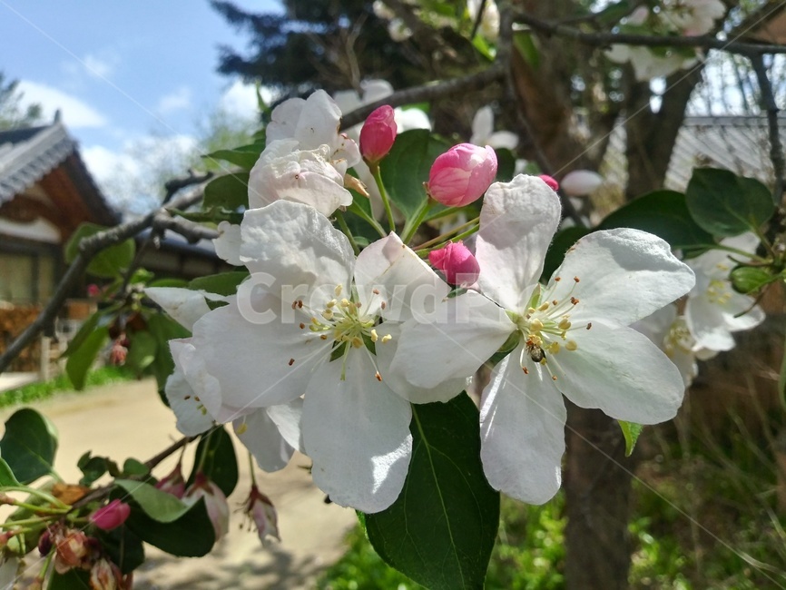 벚꽃,봄꽃,꽃,flower,cherryblossoms