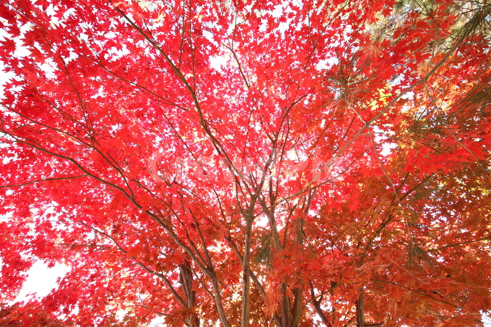 단풍잎,단풍나무,붉은잎,빨간색,가을단풍,가을,계절,fall,autumn,season,식물,자연,plants,nature,나무,trees,wood,plant,leaf,잎,tree,maple,단풍