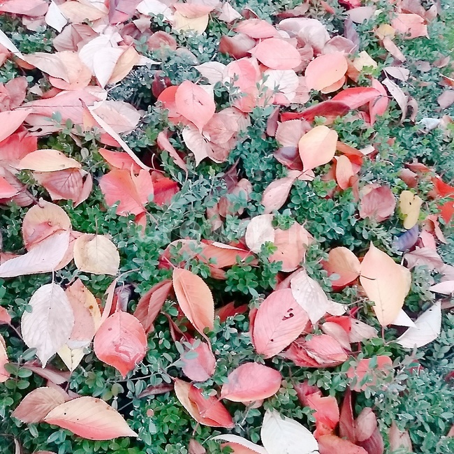 가을,단풍,빨강,단풍나무,계절,주황,fall,노랑,분홍,초록