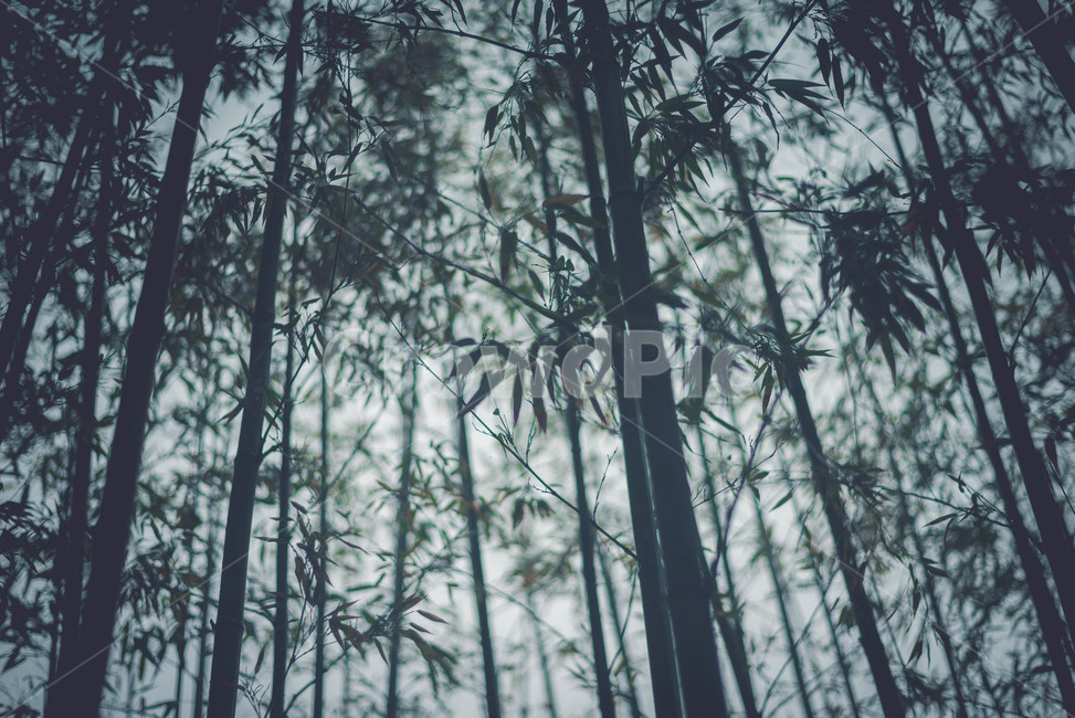 식물,대나무,나무,잎,줄기,자연,풍경,nature,landscape