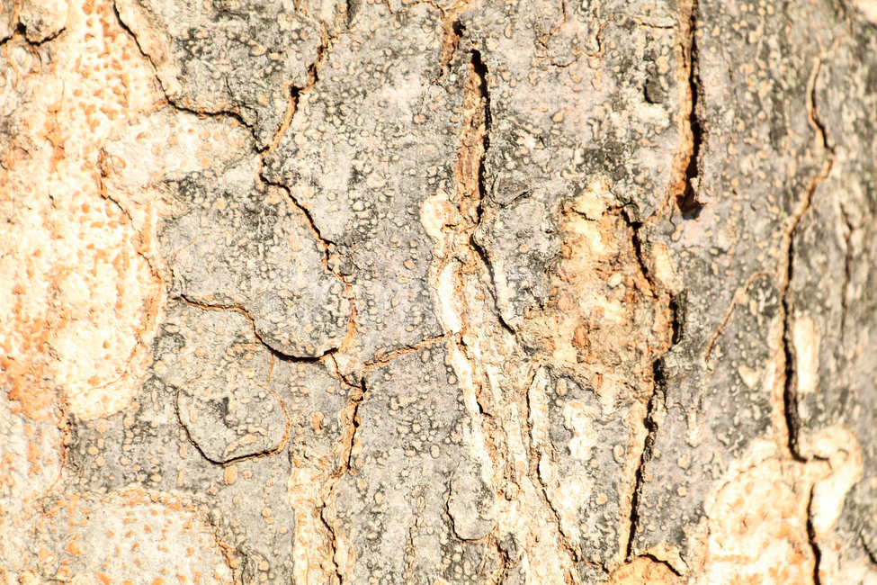 배경이미지,원목배경,나무,자연,woodbackground,tree,nature,나무,trees,wood