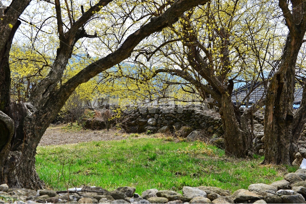outdoors,옥외,nature,자연,waterfall,gravel,자갈,전남,구례,산동,산동마을,산수유,산수유마을,산동산수유마을,봄,산동봄,계절,노랑꽃,산수유꽃,만복대,경치,경관,풍경,담장,돌담장,밭