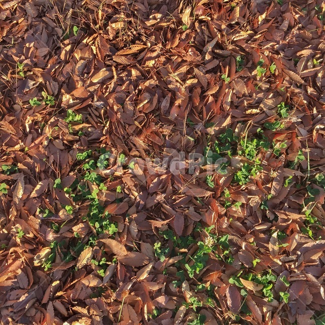 낙엽,가을,바닥,땅,ground