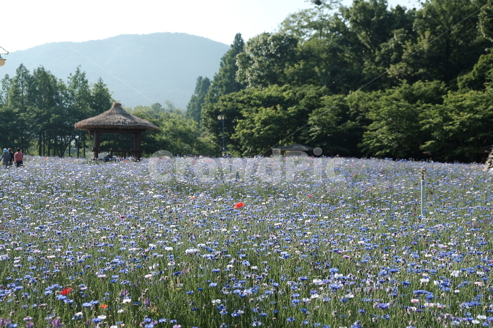 들꽃,꽃,야생화,flower,wildflower,꽃밭