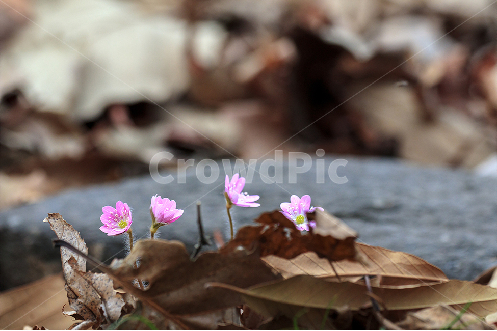 봄,노루귀,야생화,수리산,봄꽃,식물,자연,plants,nature,꽃,flower