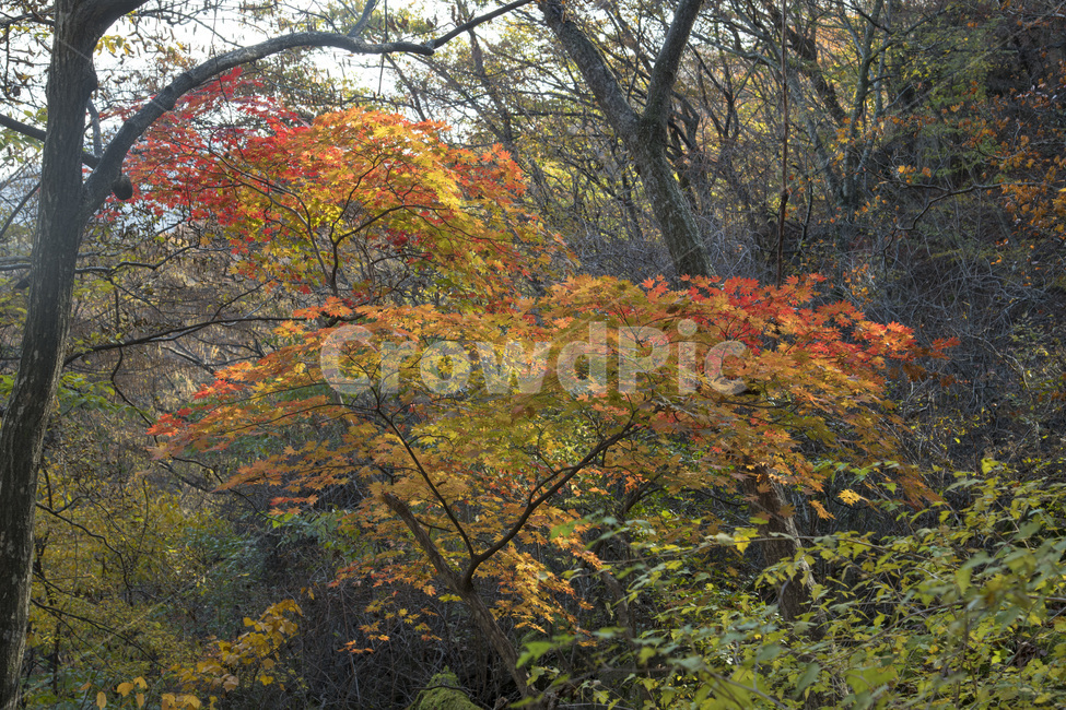 단풍,가을,산,계곡,대둔산,산속,단풍나무,가을,계절,fall,autumn,season,tree,나무,plant,식물,maple,leaf,잎