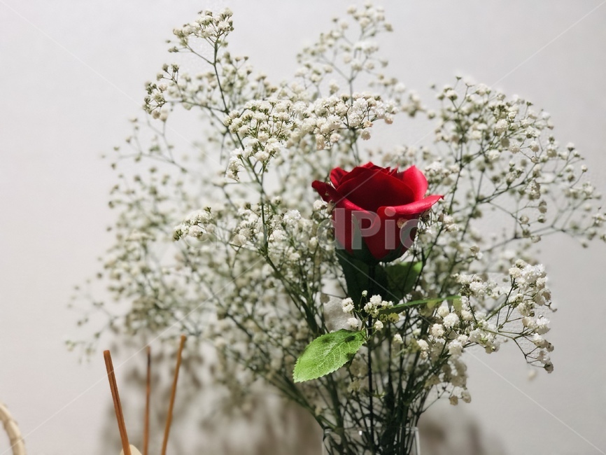 장미,안개꽃,rose,blossom,flower,plant,식물,식물,자연,plants,nature,꽃,flower