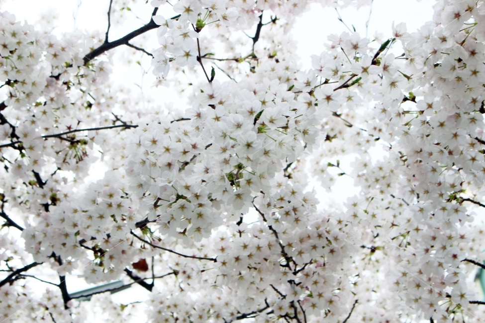 꽃,벚꽃,체리블라썸,봄,식물,나무,나들이,소풍,축제,자연,야외,정원,햇살,햇빛,식물,자연,plants,nature,봄,계절,spring,season,꽃,flower,plant,blossom