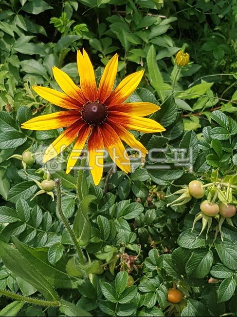 식물,노란꽃,aflower,가을꽃,꽃