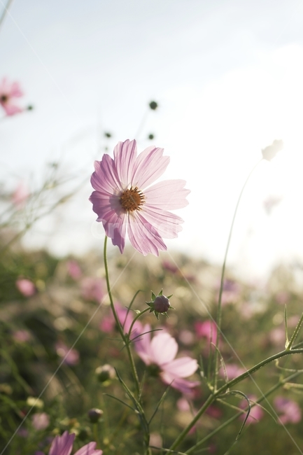 코스모스,가을,가을꽃,꽃,햇살,가을,계절,fall,autumn,season,plant,식물,flower,blossom,daisy,데이지,daisies