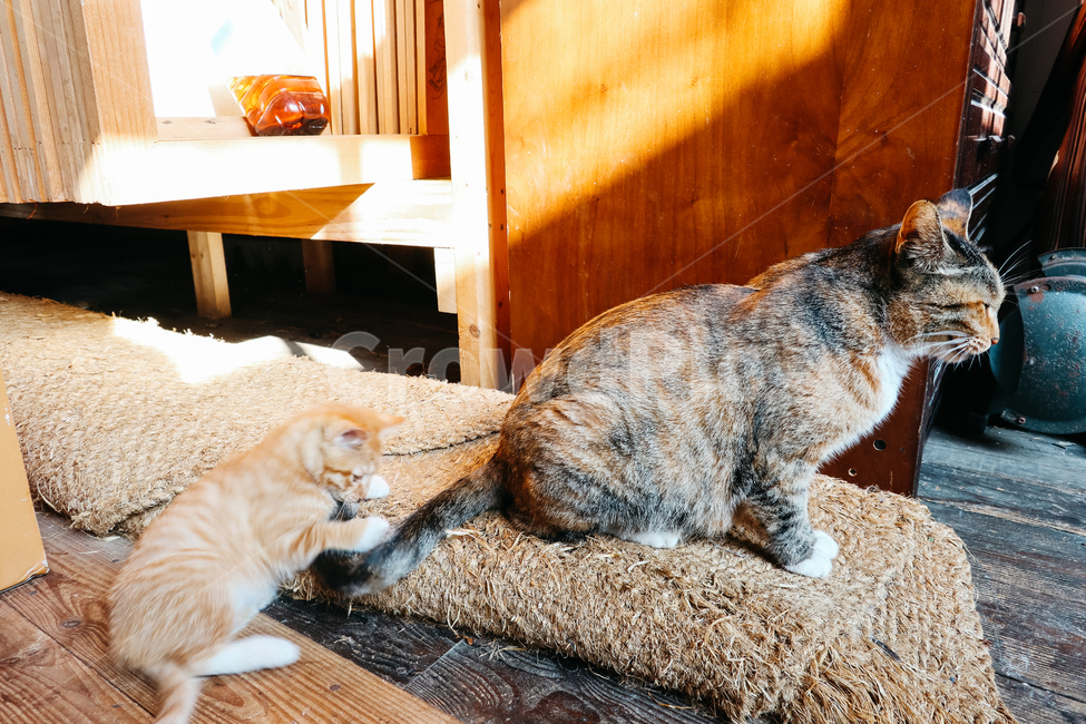 고양이,새끼고양이,아기고양이,길냥이,길고양이,냥이,cat,길냥,냥,동물,animal,포유류,mammal,고양이,cat,kitten,kitty