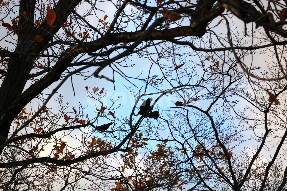 하늘,구름,나무,자연,풍경,새,까마귀,조류,동물,가을,계절,fall,autumn,season,식물,자연,plants,nature,나무,trees,wood,동물,animal,조류,새,birds,bird