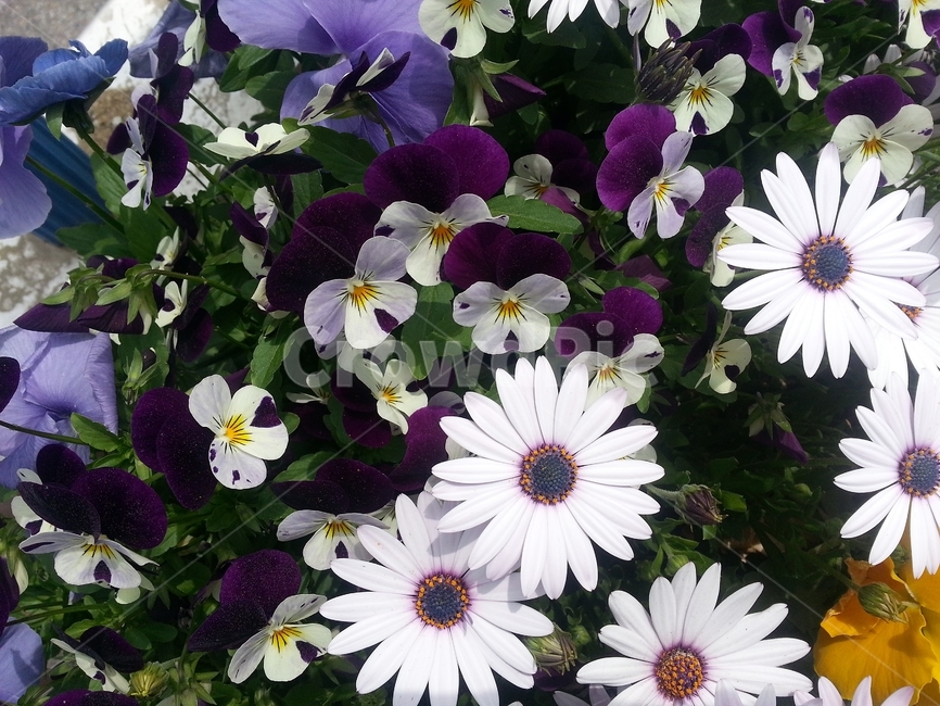 오스테오스펄멈,꽃,봄,자연,식물,아프리카원산,아프리칸데이지,flower,plant,floral,garden,Osteospermum,디모르포테카,데모루,오스테오스퍼멈,원예,아름다움,bloom,향기,화사,동그라미,꽃잎,암술,수술,beautiful,식물,자연,plants,nature,꽃,flower