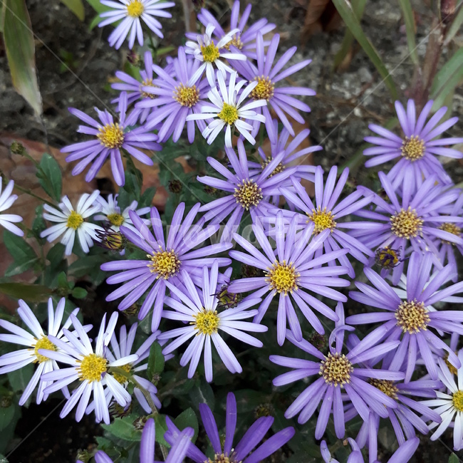 자연,꽃,식물,가을,힐링,식물,자연,plants,nature,꽃,flower