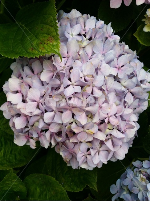 식물,꽃,수국,자연,flower,plant